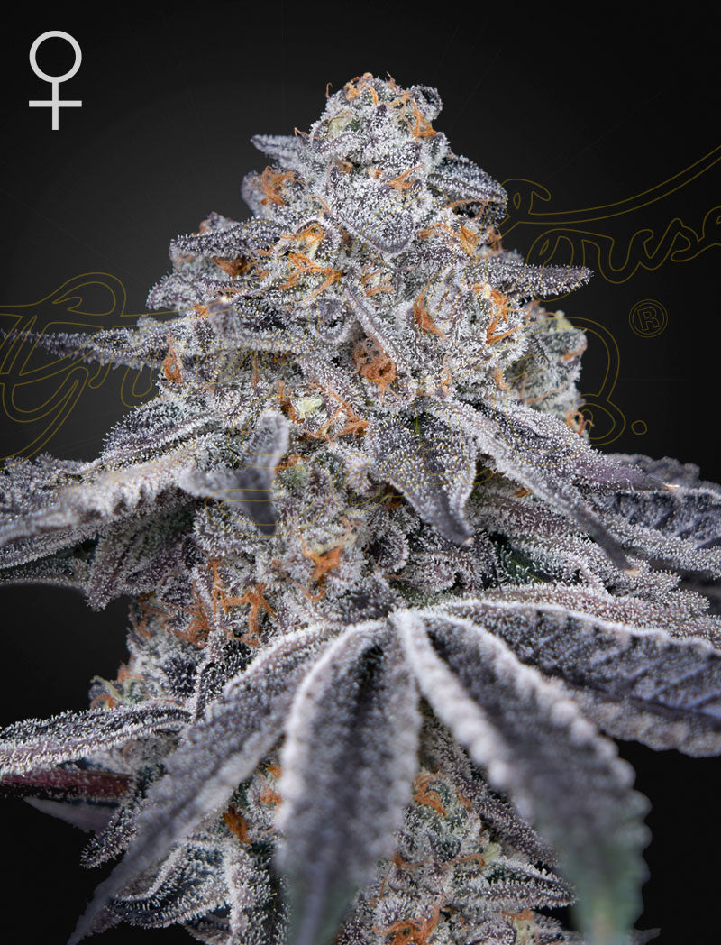 Velvet Moon Feminized Seeds — Greenhouse Seed Co.