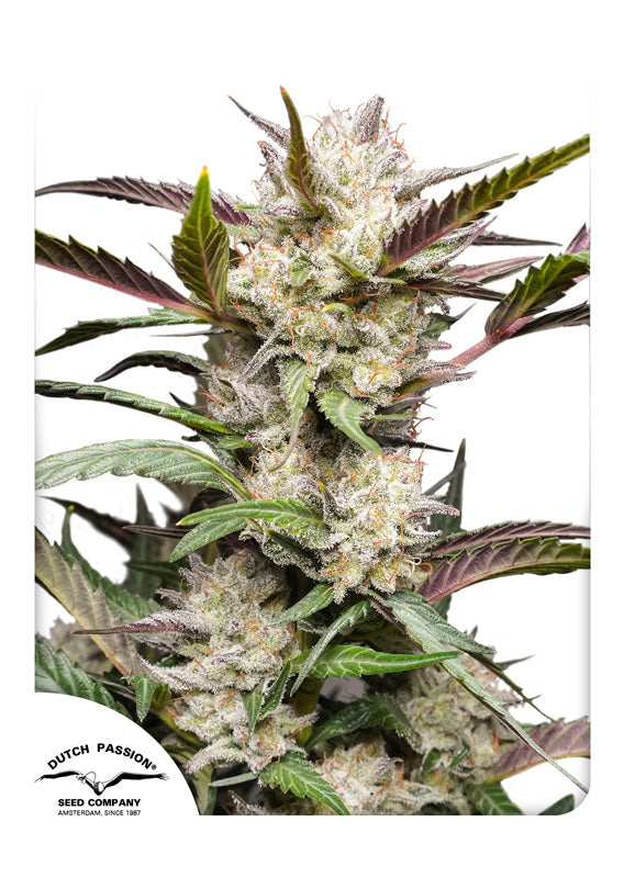 Mimosa Punch Auto Feminized Seeds — Dutch Passion