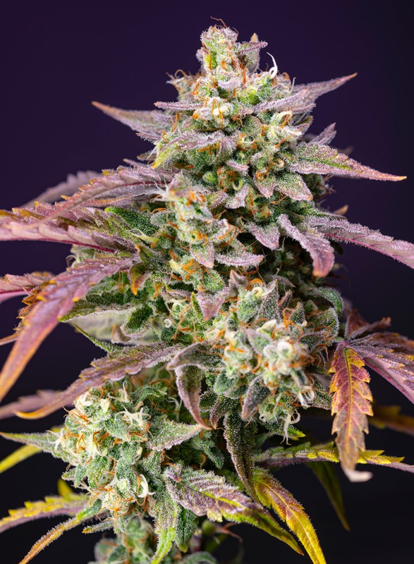Purple Punch OG XL Auto Feminized Seeds — Sweet Seeds