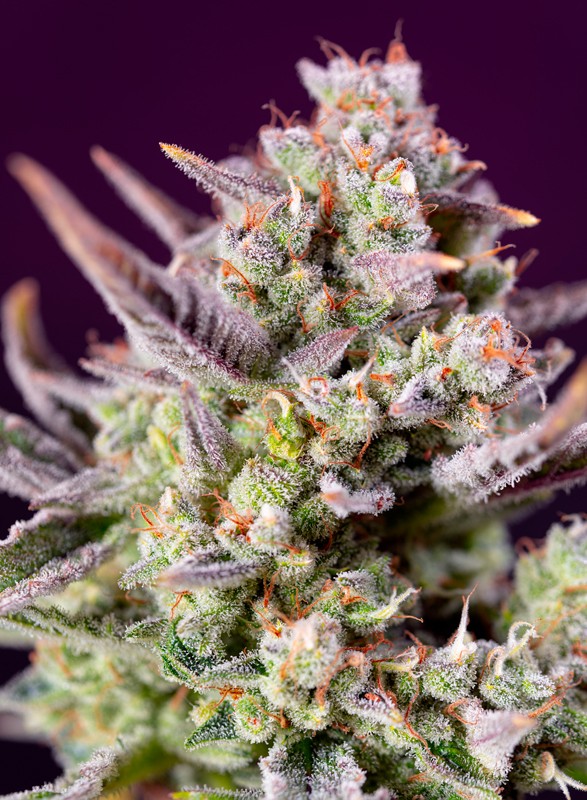 Sweet Zenzation XL Auto Feminized Seeds — Sweet Seeds