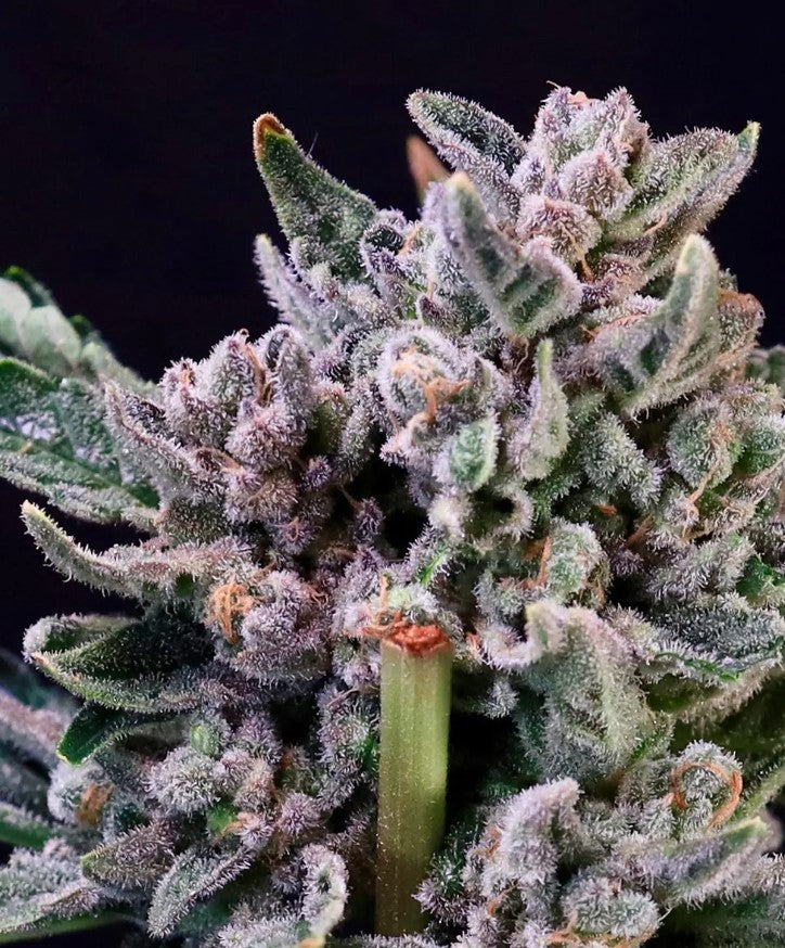 Gelato 41 Feminized Seeds - 5 — Atlas Seed