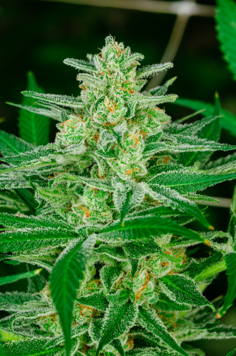 Blue Dream Feminized Seeds - 5 — Atlas Seed
