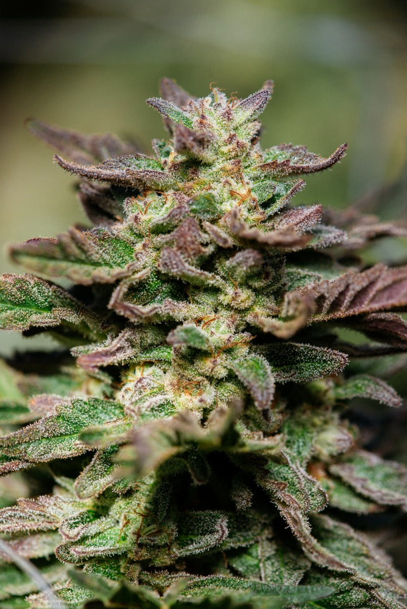 Dosidos FAST Feminized Seeds - 5 — Atlas Seed