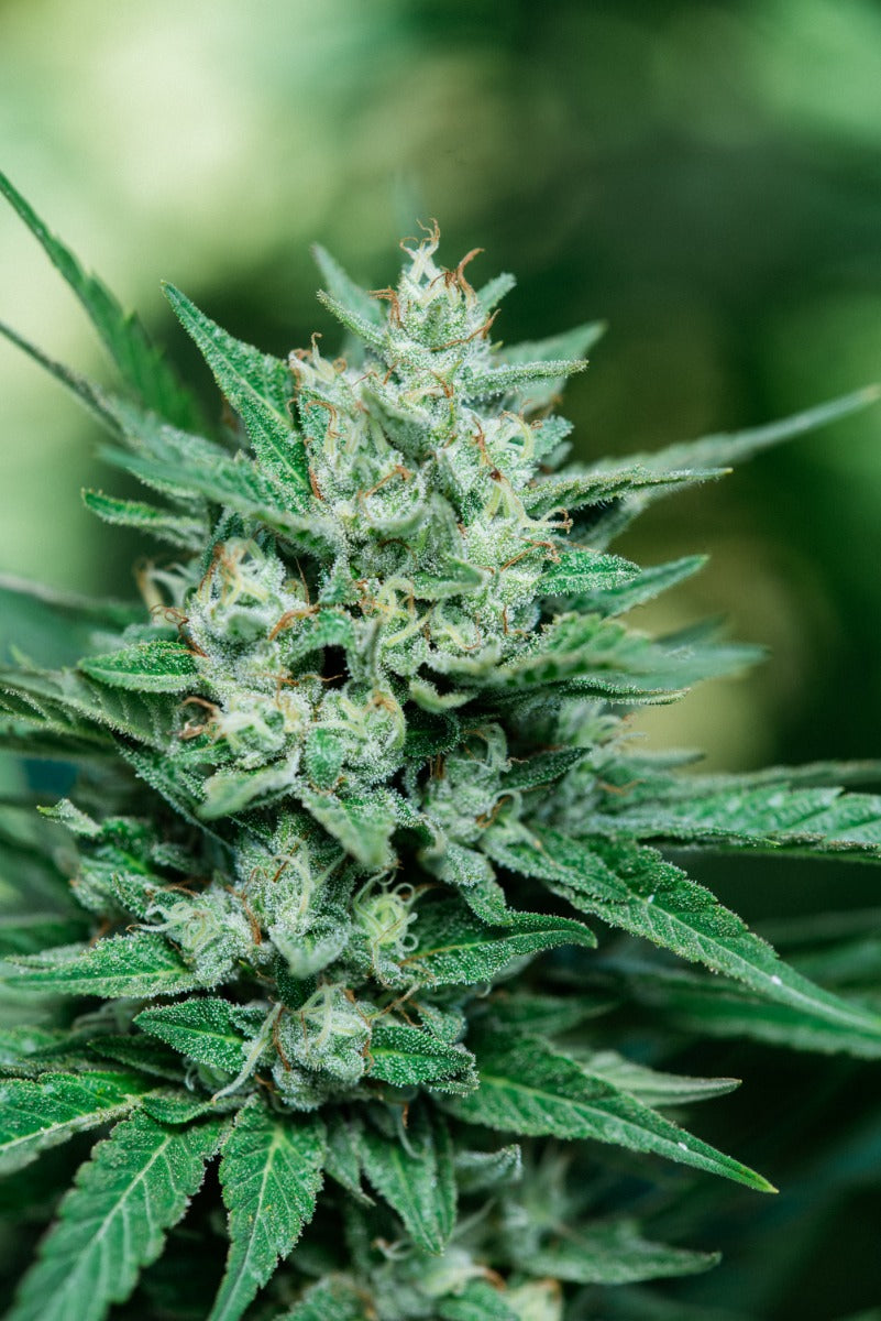 Papa Smurf FAST Feminized Seeds - 5 — Atlas Seed