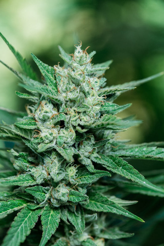 Papa Smurf FAST Feminized Seeds - 5 — Atlas Seed