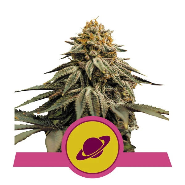 Royal Skywalker Feminized Seeds — Royal Queen Seeds