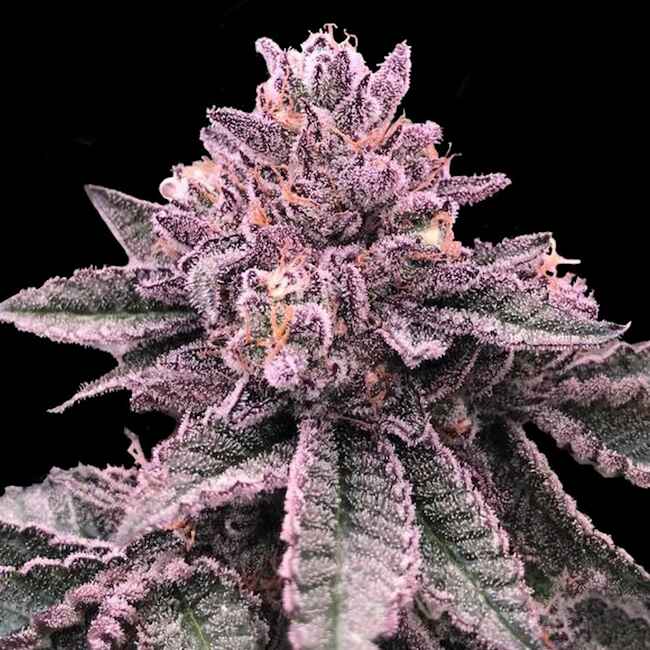 DNA Cake Feminized Seeds — DNA Genetics