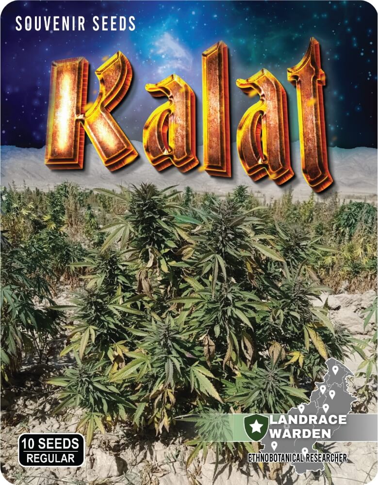 Kalat Regular Seeds - 10 — Landrace Warden