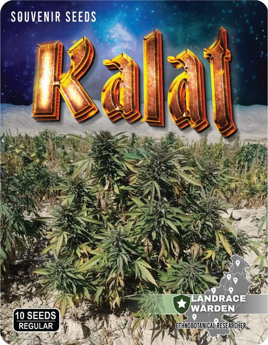 Kalat Regular Seeds - 10 — Landrace Warden