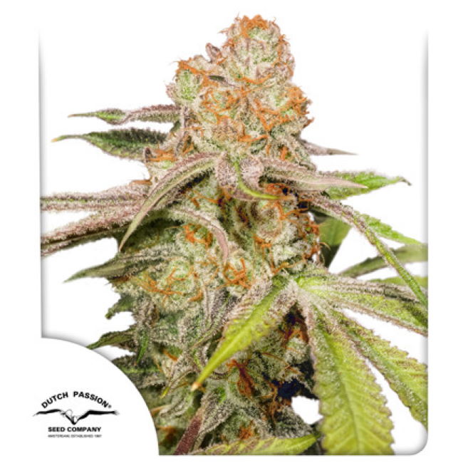 Mac #1 Auto Feminized Seeds — Dutch Passion