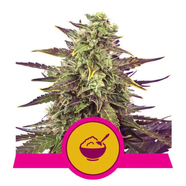 Cereal Milk Feminized Seeds — Royal Queen Seeds