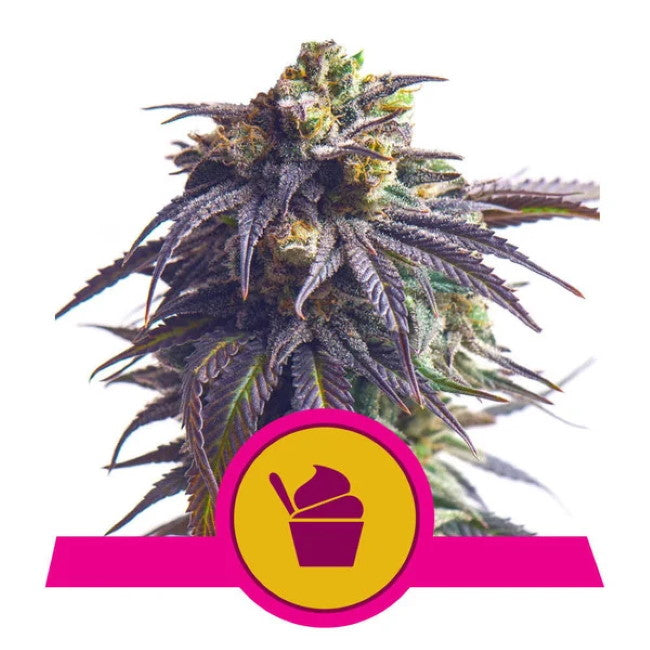 Sundae Driver Feminized Seeds — Royal Queen Seeds