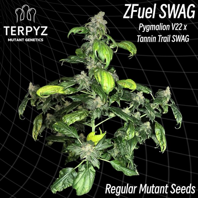 Zfuel Swag Regular Seeds — TerpyZ Mutant Genetics