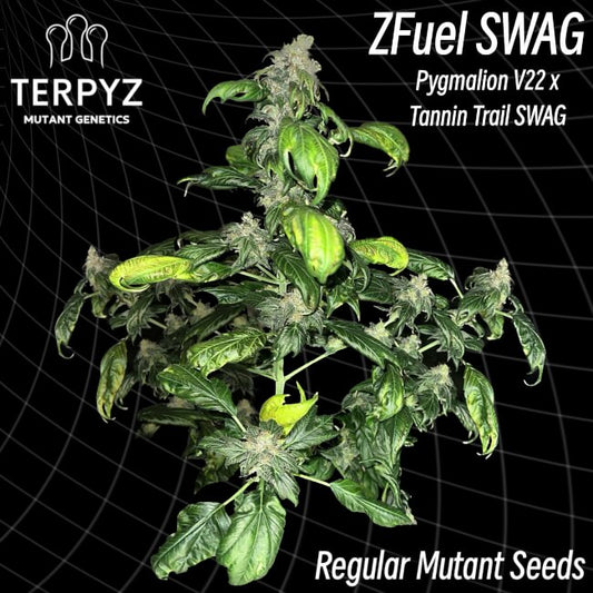 Zfuel Swag Regular Seeds — TerpyZ Mutant Genetics