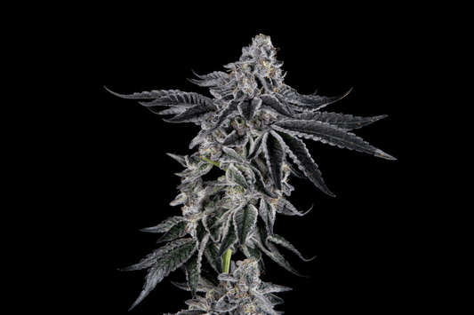 Sugar Fly Feminized Seeds - 6 — Mosca Seeds