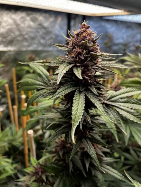 Raz-Boola Feminized Seeds - 6 — Mosca Seeds