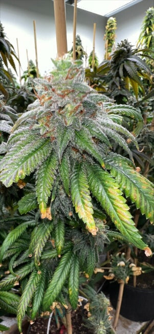 Supreme Planet Feminized Seeds - 6 — Mosca Seeds