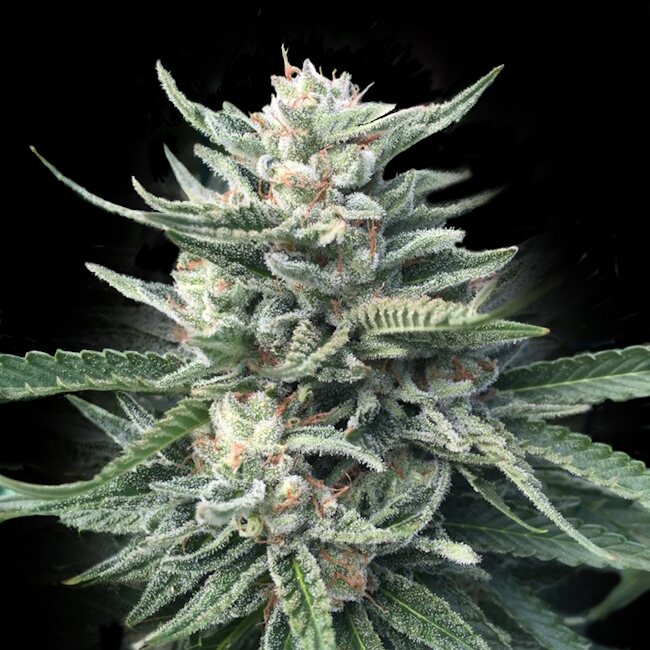 Chocolope 256 Regular Seeds — DNA Genetics