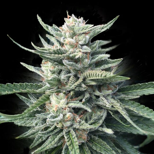 Chocolope 256 Regular Seeds — DNA Genetics
