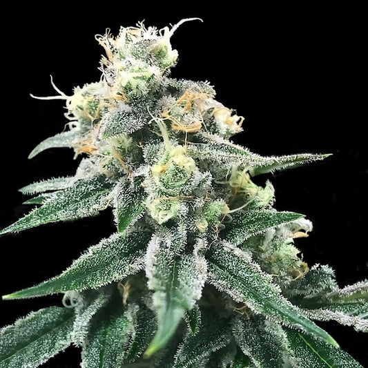 Swiss Miss Regular Seeds — DNA Genetics