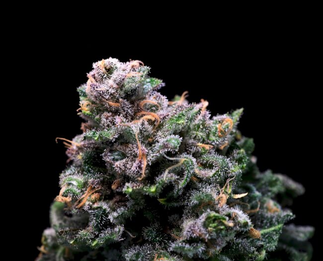 Tropical Cooler Feminized Seeds - 5 — Atlas Seed