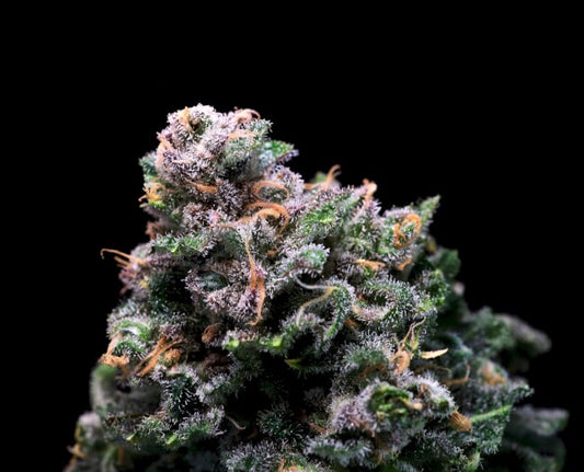 Tropical Cooler Feminized Seeds - 5 — Atlas Seed