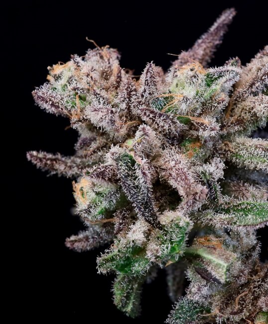 Iced Sangria Feminized Seeds - 5 — Atlas Seed