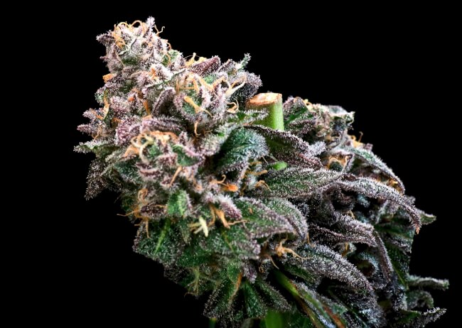 Crazy Train FAST Feminized Seeds - 5 — Atlas Seed