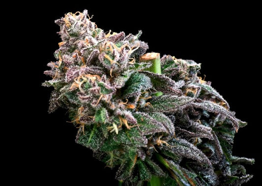 Crazy Train FAST Feminized Seeds - 5 — Atlas Seed