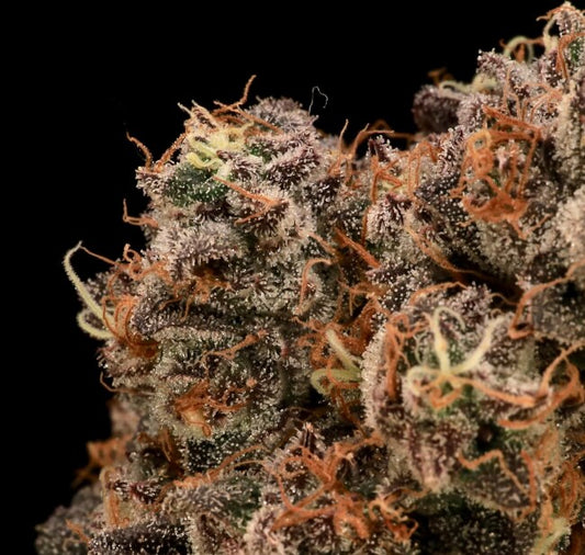 Sour Cherry Diesel Feminized Seeds - 5 — Atlas Seed