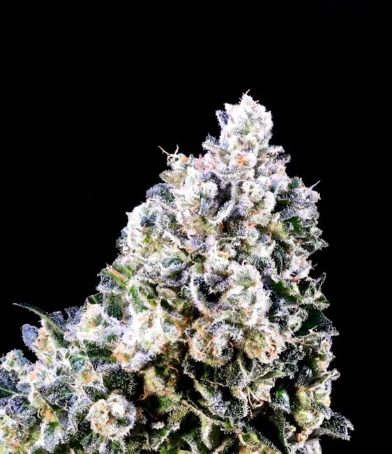 Laundry Shaman Feminized Seeds - 5 — Atlas Seed