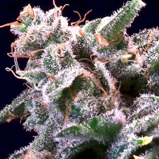 Banana Cream Sundae Feminized Seeds - 5 — Atlas Seed