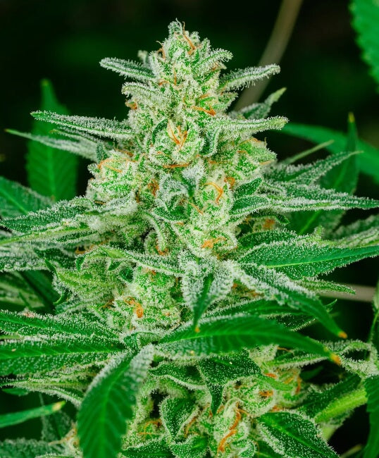 Blue Dream FAST Feminized Seeds - 5 — Atlas Seed