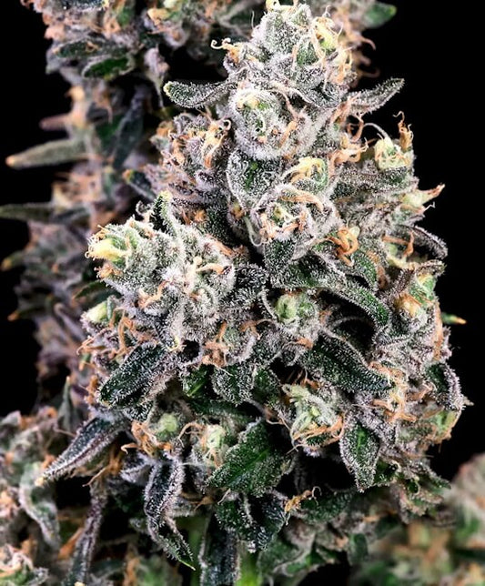 Peanut Butter Bomb FAST Feminized Seeds - 5 — Atlas Seed