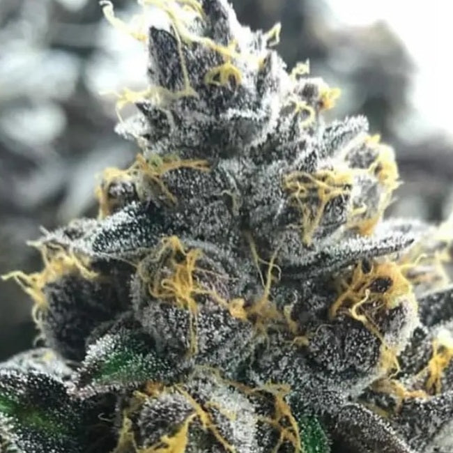 Divorce Cake Feminized Seeds - 5 — Atlas Seed