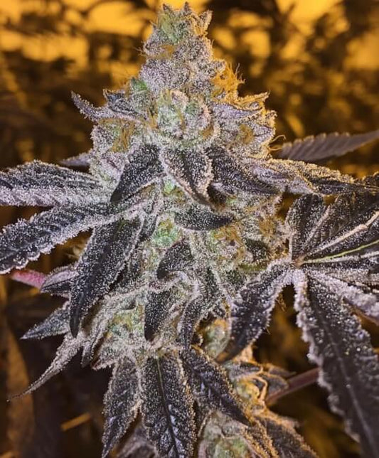 Gopher Glue FAST Feminized Seeds - 5 — Atlas Seed