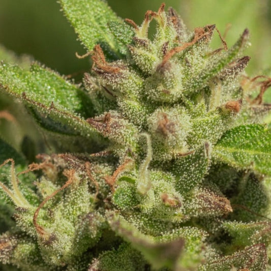 Mendo Breath Feminized Seeds - 5 — Atlas Seed