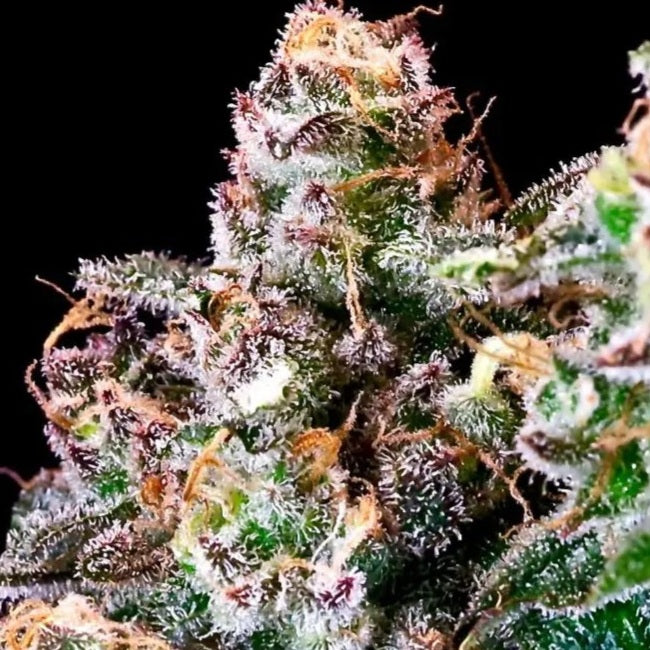 Purple Punch Feminized Seeds - 5 — Atlas Seed
