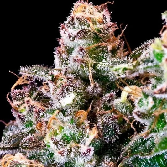Purple Punch Feminized Seeds - 5 — Atlas Seed