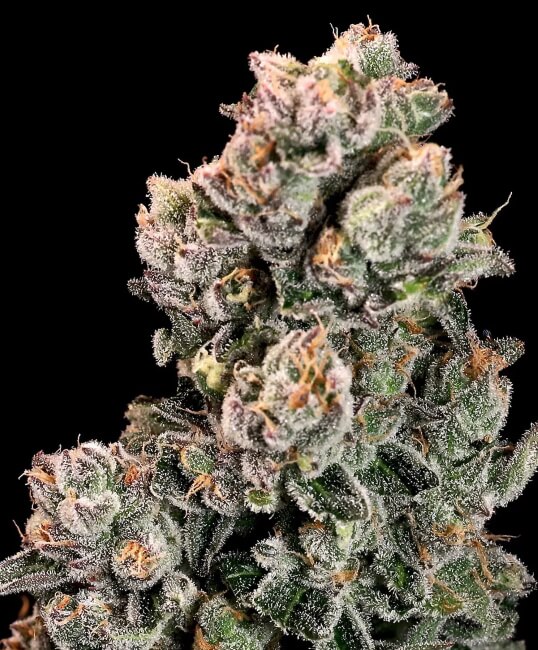 Slurpicane FAST Feminized Seeds - 5 — Atlas Seed