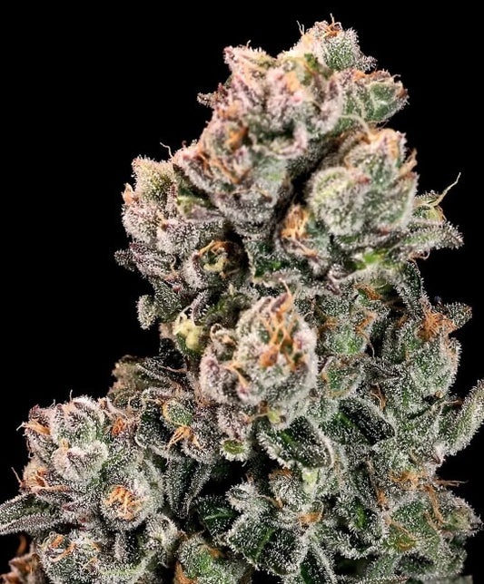 Slurpicane FAST Feminized Seeds - 5 — Atlas Seed