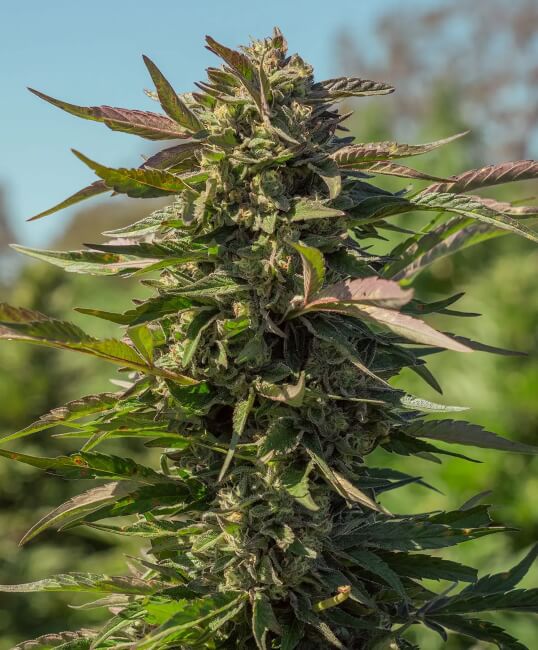 Snow Panda FAST Feminized Seeds - 5 — Atlas Seed