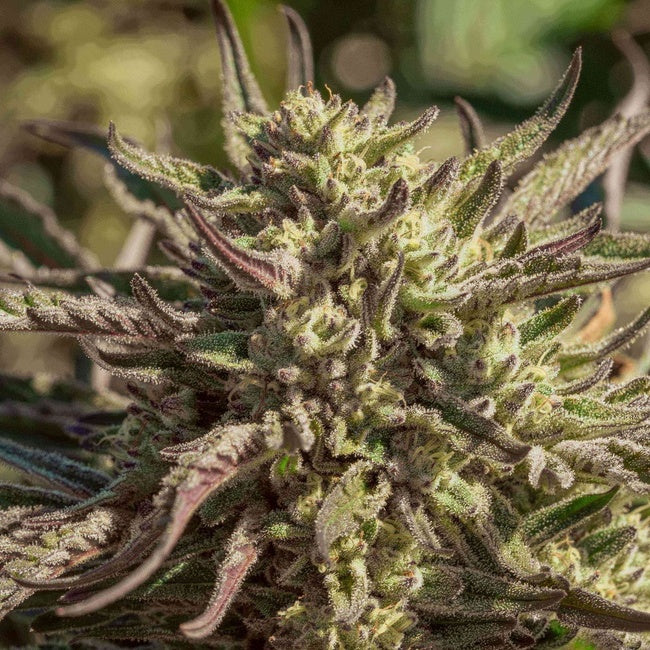 Space Panda Feminized Seeds - 5 — Atlas Seed