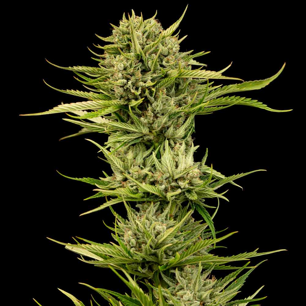 Blueberry Pie F1 Fast Feminized Seeds — Seedsman