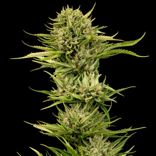 Blueberry Pie F1 Fast Feminized Seeds — Seedsman