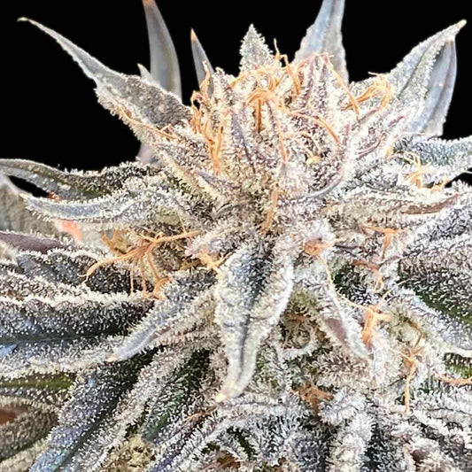 Alaskan Do-Si-Dos Feminized Seeds — Seedsman