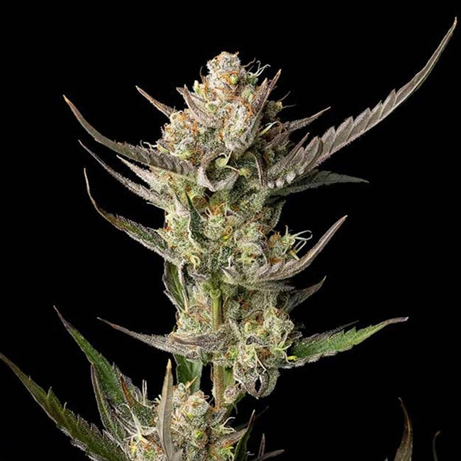 OG Kush Feminized Seeds — Seedsman