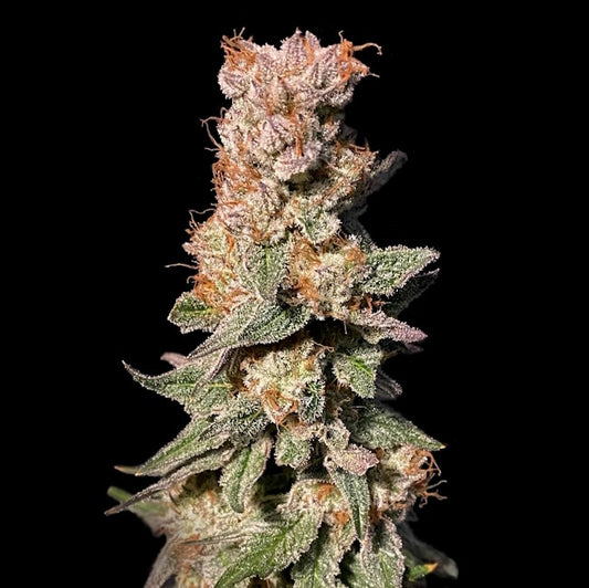 Xhale Feminised Seeds - 6 — Elev8 Seeds