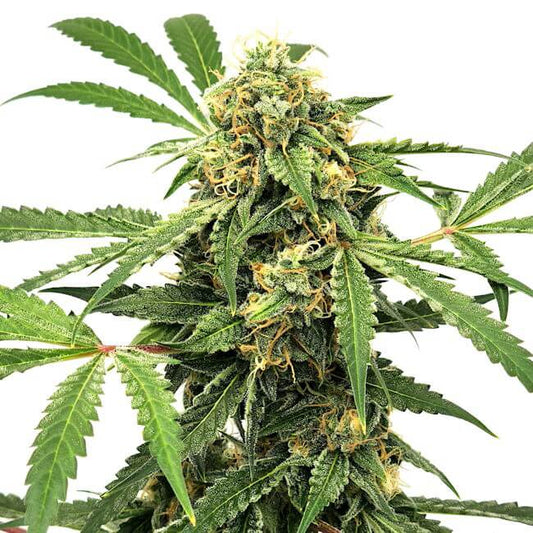 Paranormal Auto Feminised Seeds - 6 — Elev8 Seeds