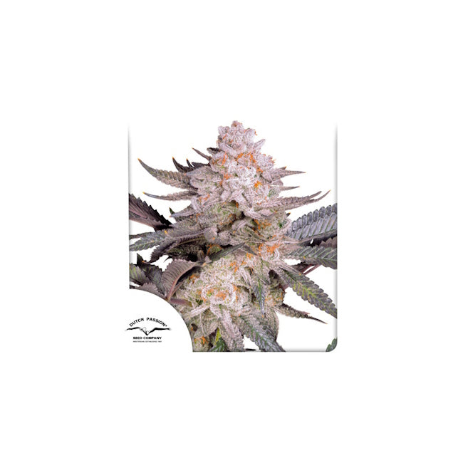Orange Bud 2.0 Feminized Seeds — Dutch Passion